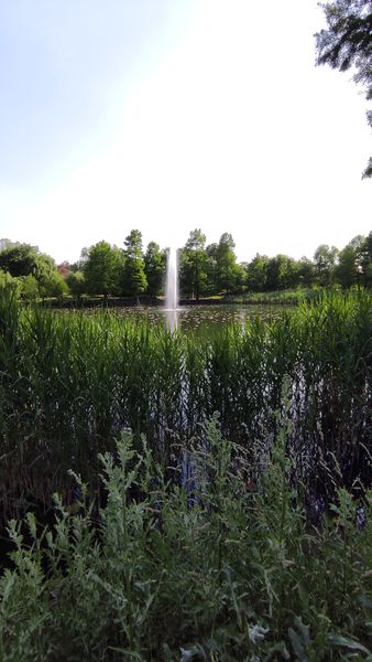 Tei, Parcul Circului,